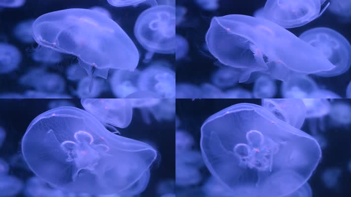 高清实拍120帧1080p蓝色水母梦幻浪漫轻盈游