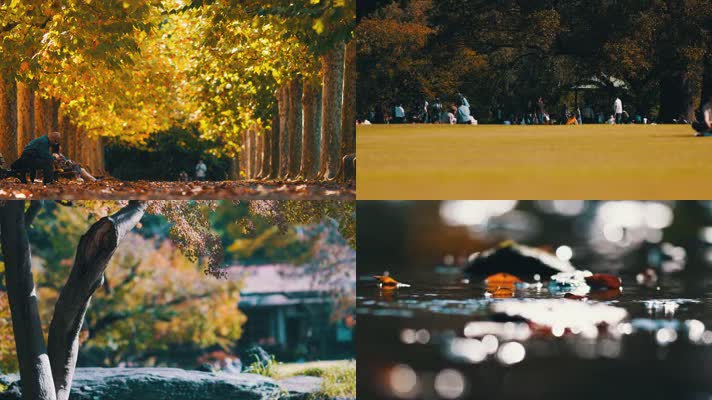 秋季落叶银杏黄金大道，水中落叶特写