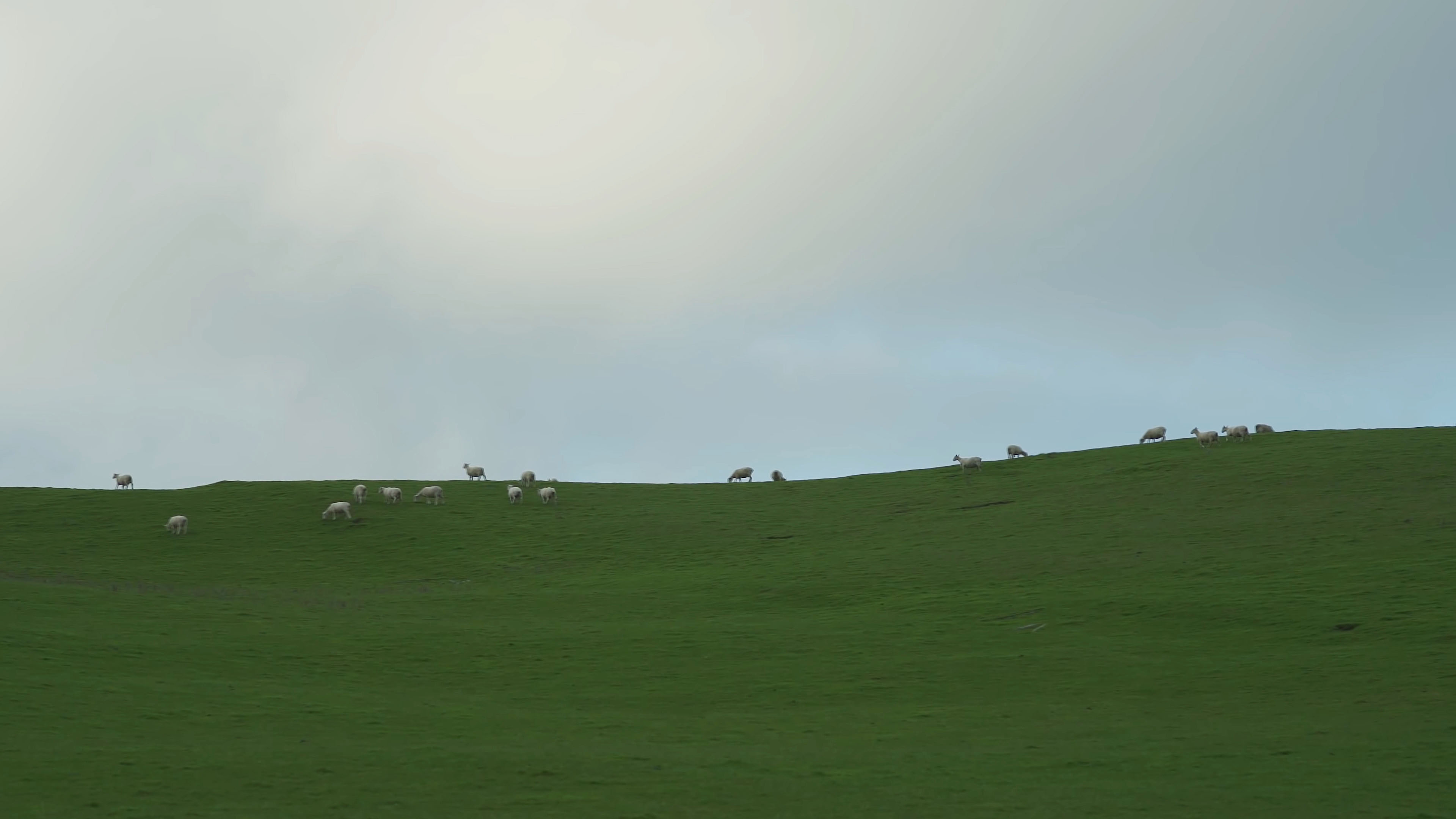 羊群牧场绿草草原风光生态环境,4K生态牧业 羊群牧场绿草草原风光生态环境,4K生态牧业