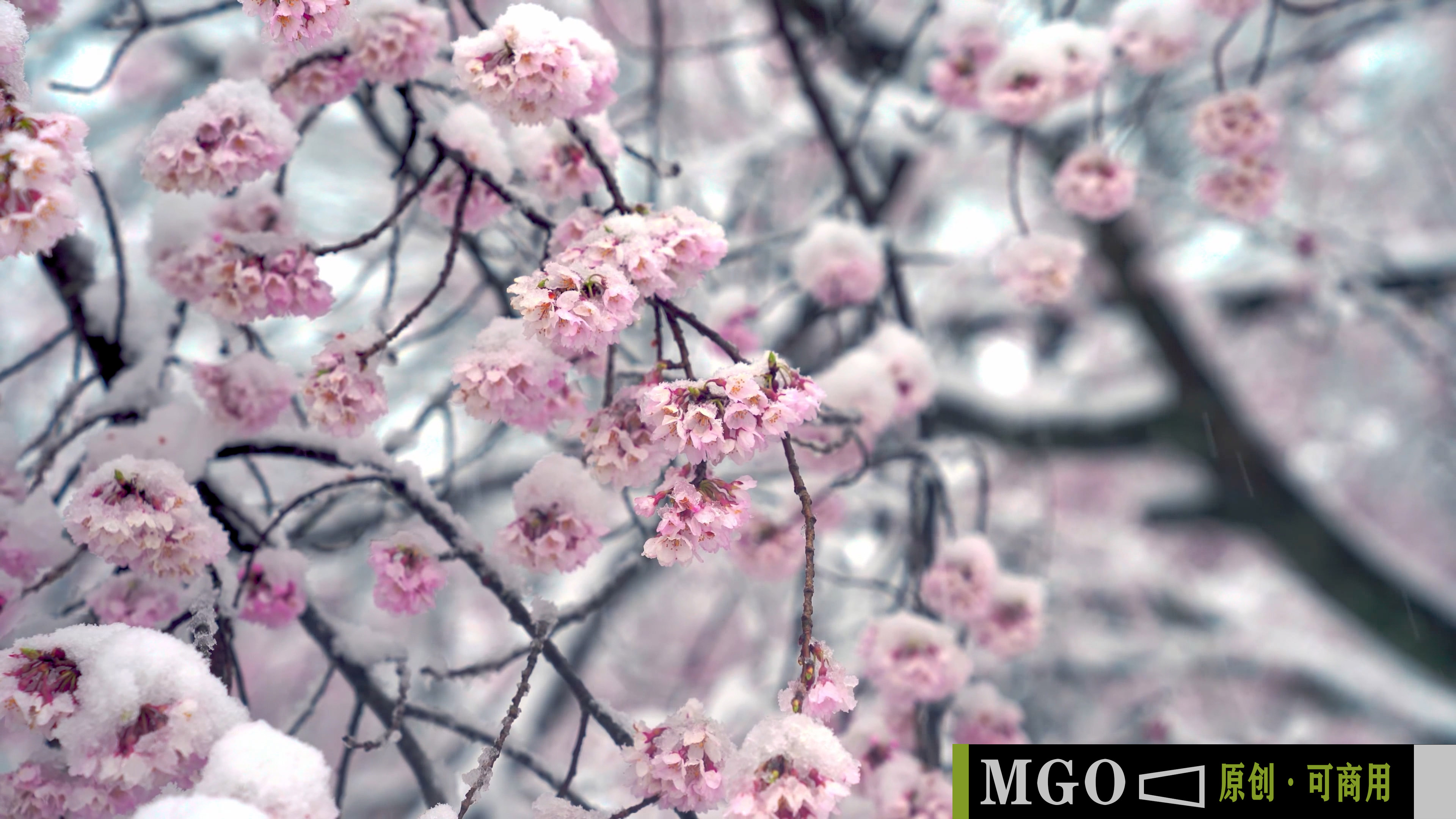 傲雪寒梅梅花红梅腊梅冬梅，4K唯美特写镜头