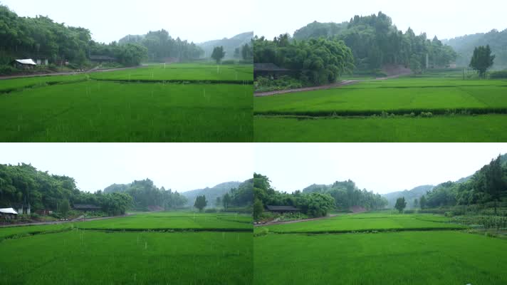 下雨中的绿油油水稻田
