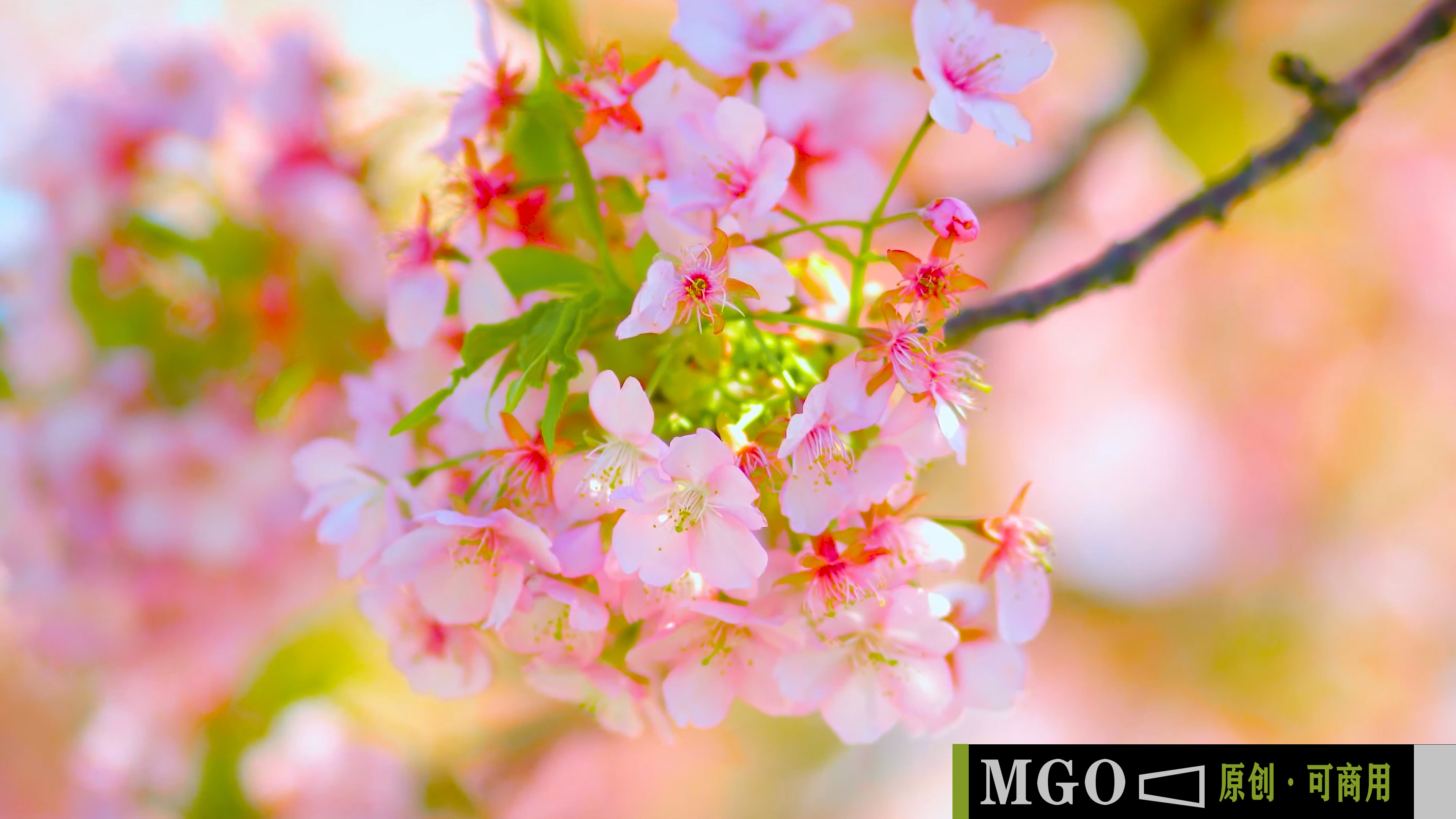 4K樱花园踏青清新樱花特写，春暖花开油菜花