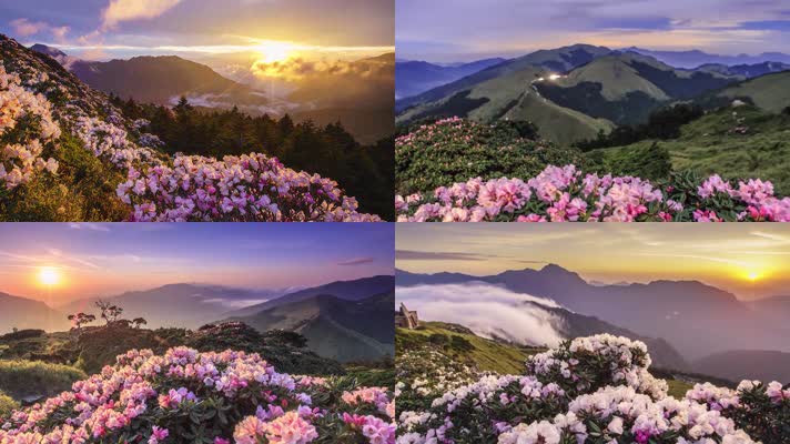 【延时】高山云海,杜鹃花映山红合欢花  【延时】高山云海,杜鹃花映山红合欢花