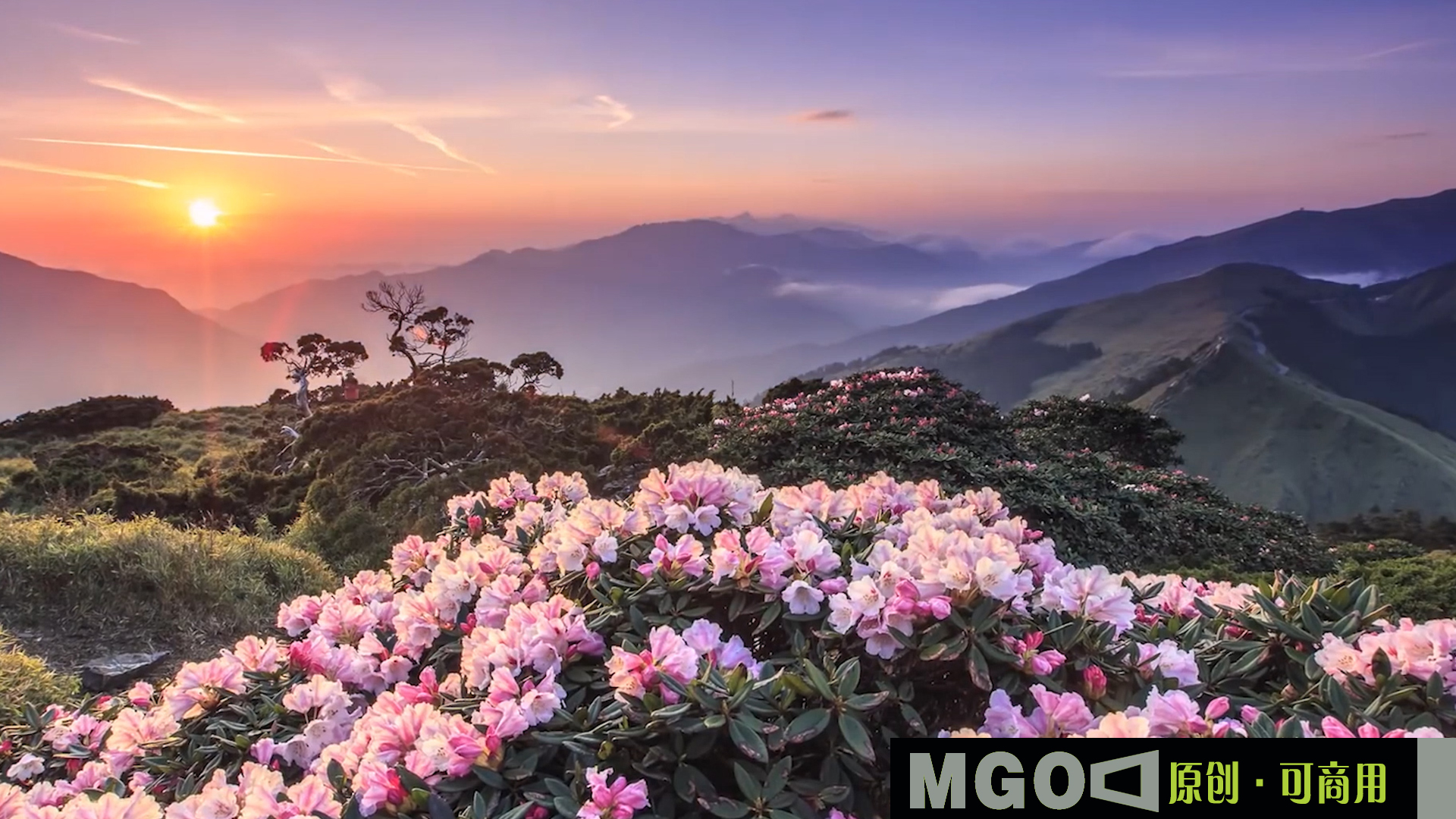  【延时】高山云海，杜鹃花映山红合欢花