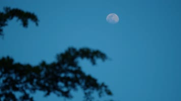 唯美傍晚月亮与风中的树影4k视频素材
