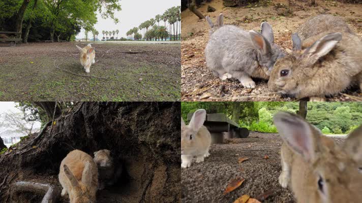 4K多镜头可爱兔子移动奔跑宠物兔