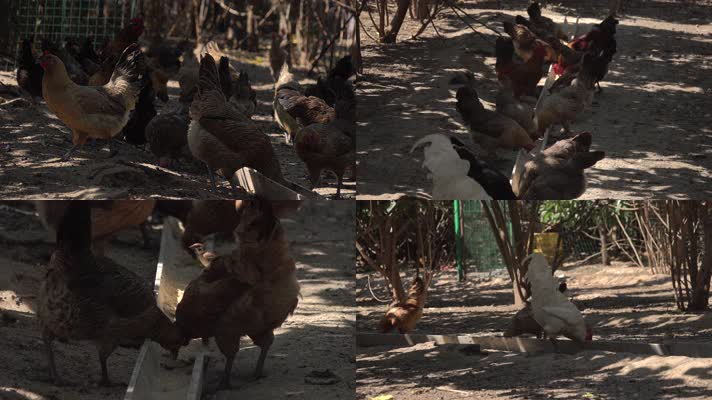 农家乐散养鸡吃食