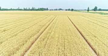 麦田航拍麦子丰收