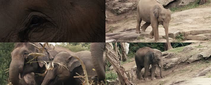 亚洲象，亚洲大象，野外大象