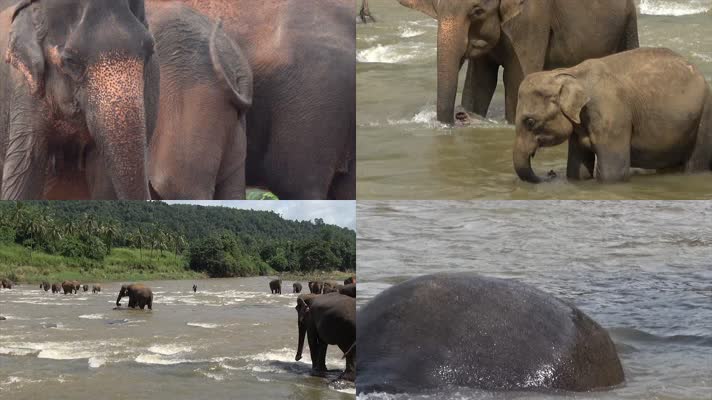 亚洲象，亚洲大象，野外大象