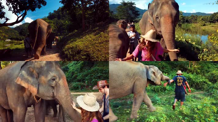 亚洲象，游客大象玩耍，喂象