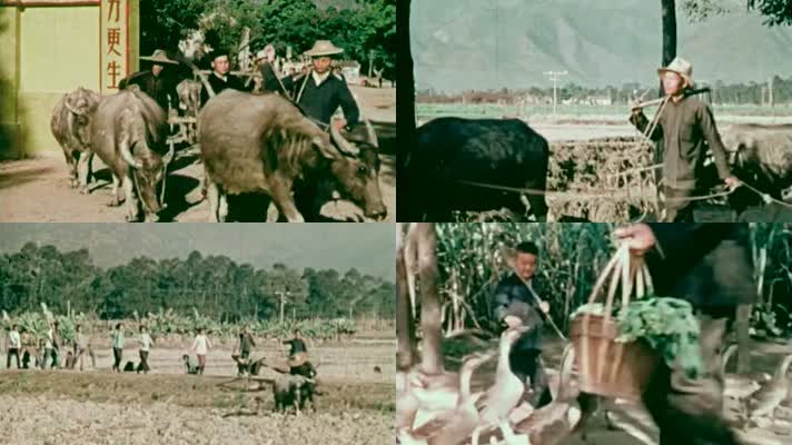 60年代农村生产画面