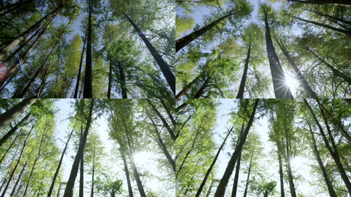 【4K】阳光森林