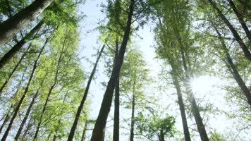 【4K】阳光森林