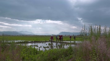 5.6k农民插秧视频云南农村农民在田里干农活