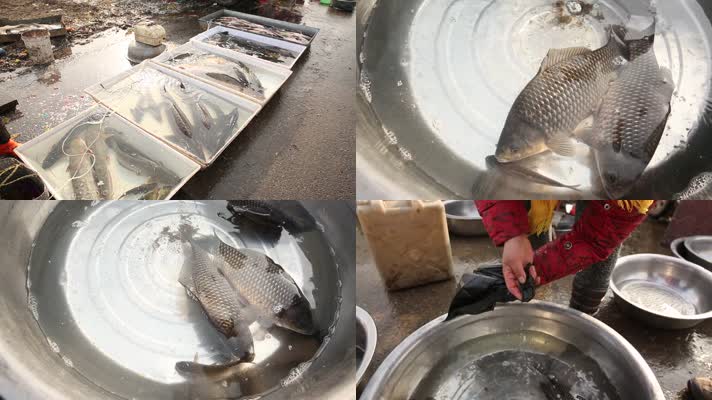 实拍天津海河边鱼类市场 (9)