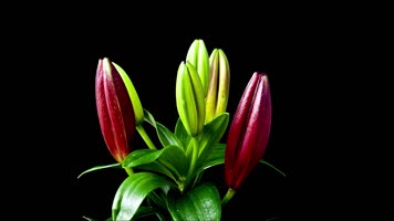 花开延时百合花延时绽放