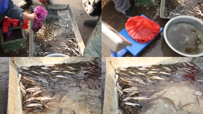 实拍天津海河边鱼类市场 (3)