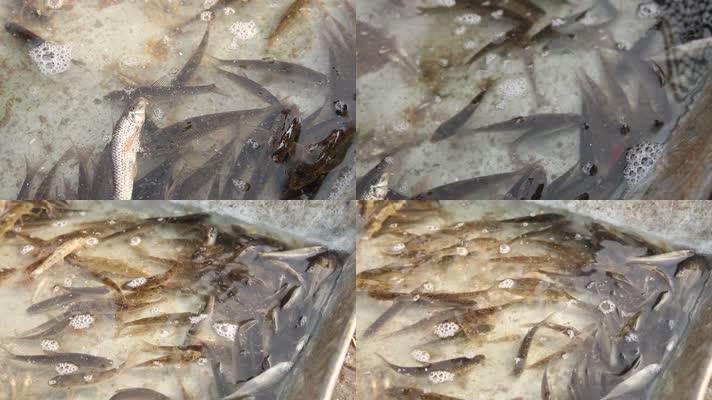 实拍天津海河边鱼类市场 (4)