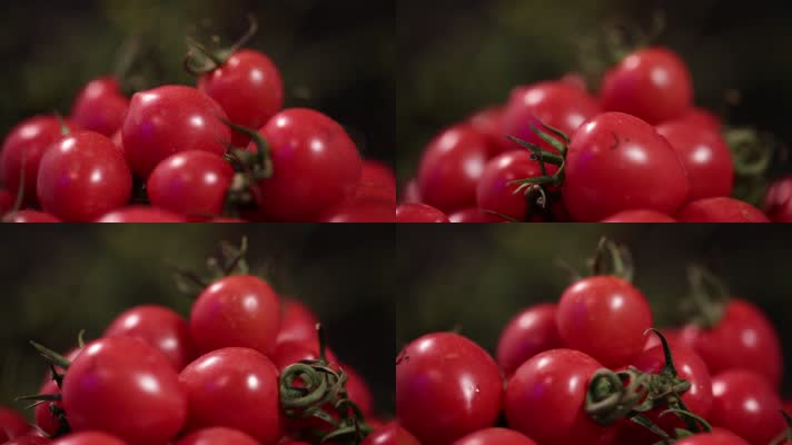 实拍特写樱桃番茄圣女果 (2)