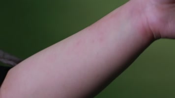 实拍宠物爬宠蜜袋鼯 (1)