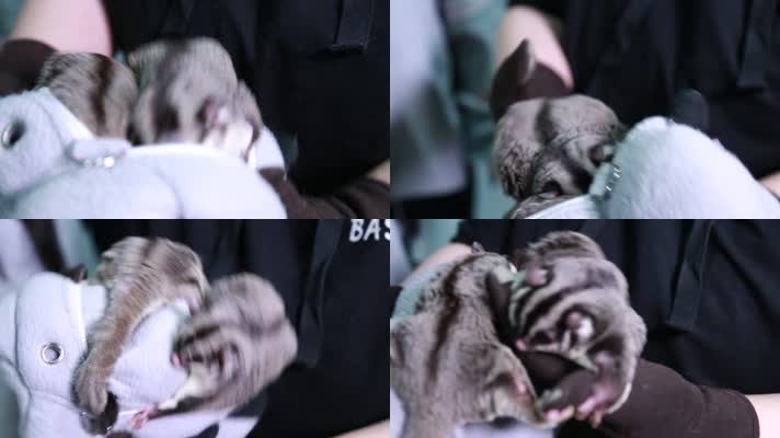 实拍宠物爬宠蜜袋鼯 (2)