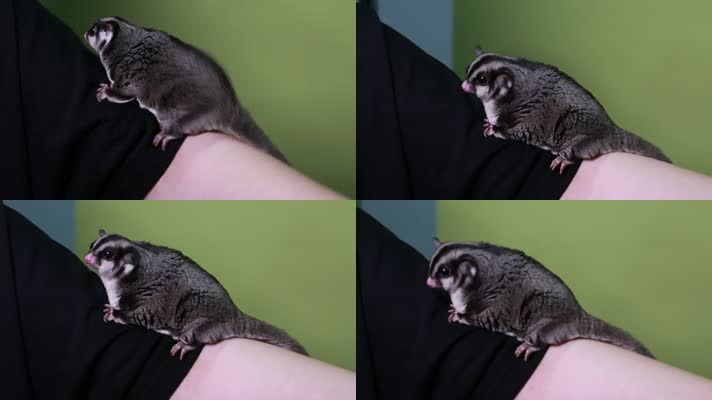 实拍宠物爬宠蜜袋鼯 (9)