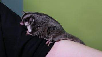 实拍宠物爬宠蜜袋鼯 (9)