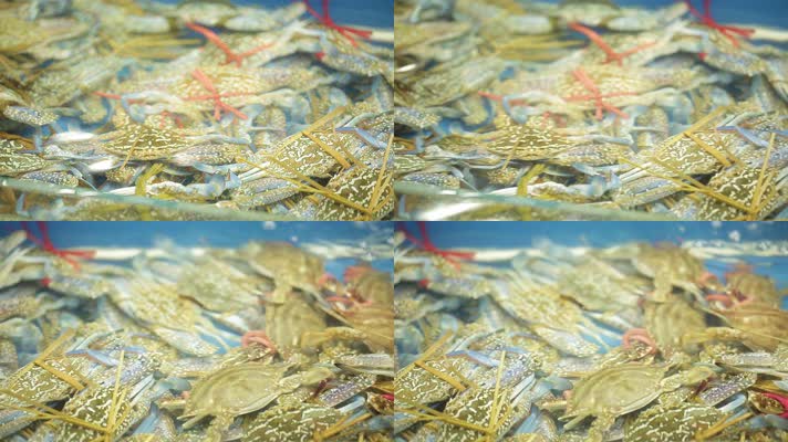 实拍海鲜市场商贩卖梭子蟹兰花蟹 (16)