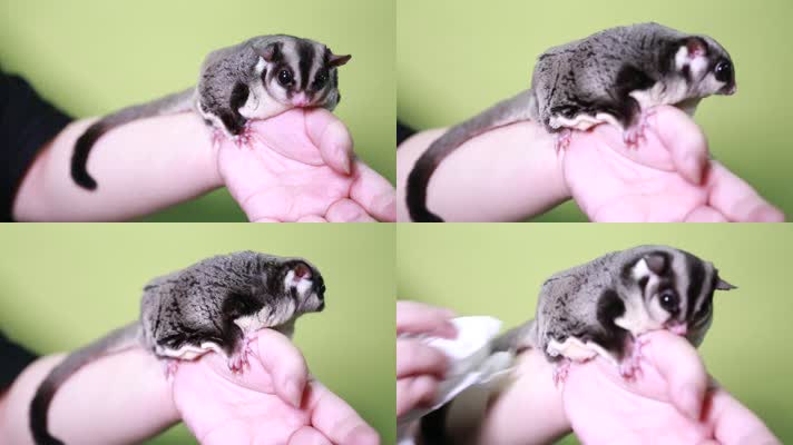 实拍宠物爬宠蜜袋鼯 (4)