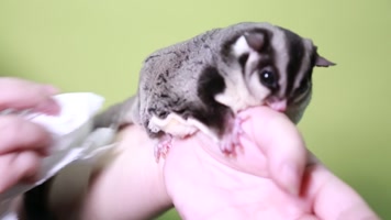 实拍宠物爬宠蜜袋鼯 (4)