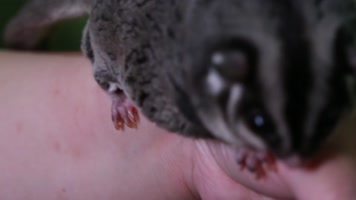 实拍宠物爬宠蜜袋鼯 (8)