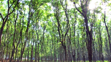 晨光树林清新大自然 晨光树林清新大自然