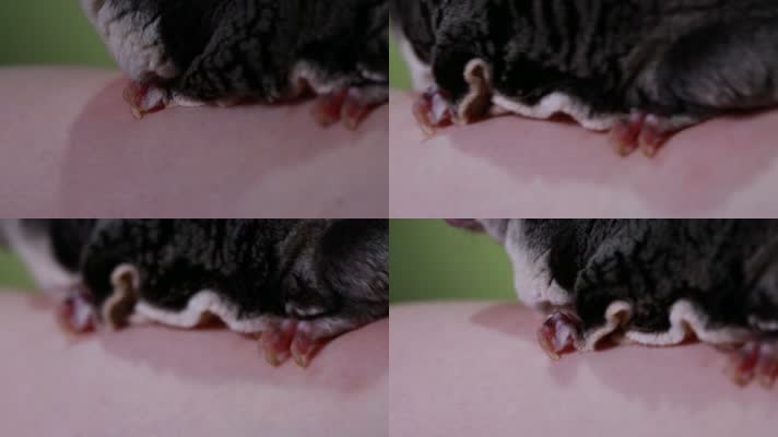 实拍宠物爬宠蜜袋鼯 (6)