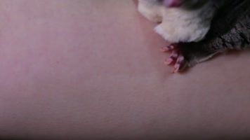 实拍宠物爬宠蜜袋鼯 (7)