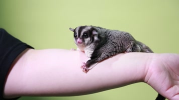 实拍宠物爬宠蜜袋鼯 (5)