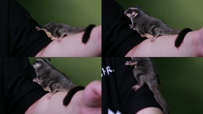实拍宠物爬宠蜜袋鼯 (10)