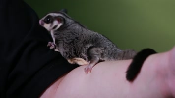 实拍宠物爬宠蜜袋鼯 (10)