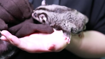 实拍宠物爬宠蜜袋鼯 (3)