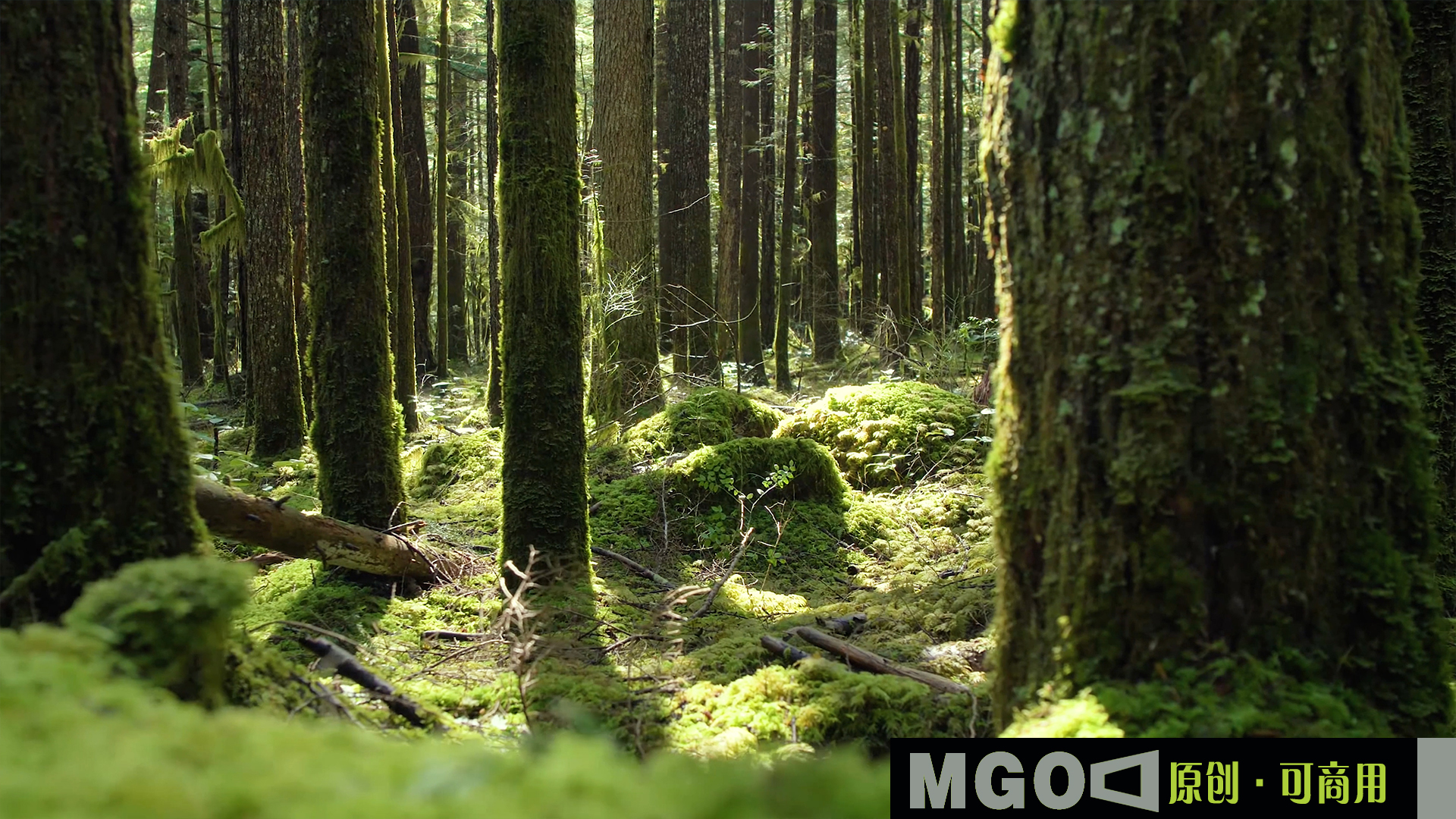 生态树林阳光透过森林光影,4K森林特写  生态树林阳光透过森林光影,4K森林特写