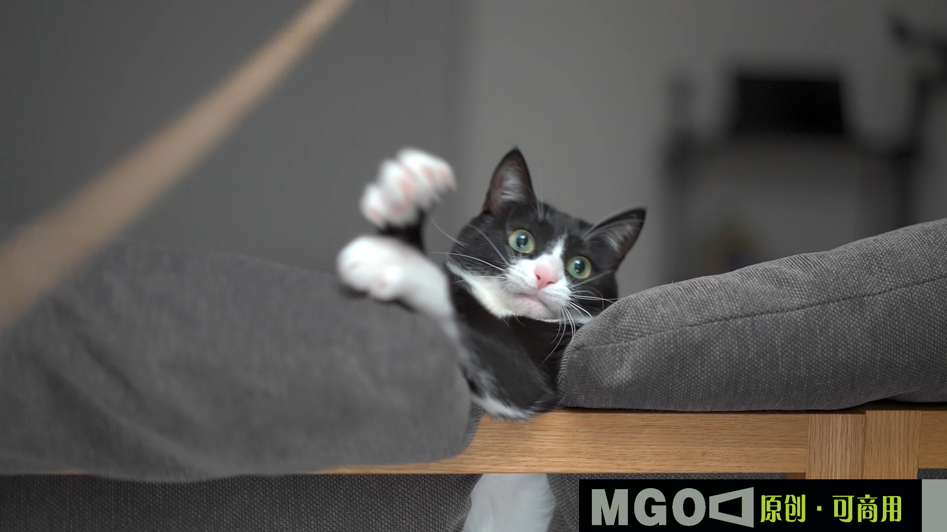 猫逗猫撸猫逗猫棒宠物猫,4K特写宠物 猫逗猫撸猫逗猫棒宠物猫,4K特写宠物