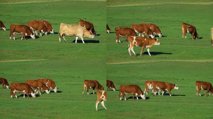 内蒙古草原牛场