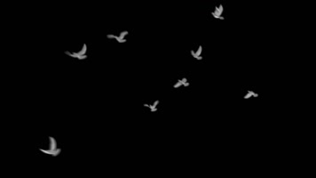 飞鸟带通道 飞鸟带通道