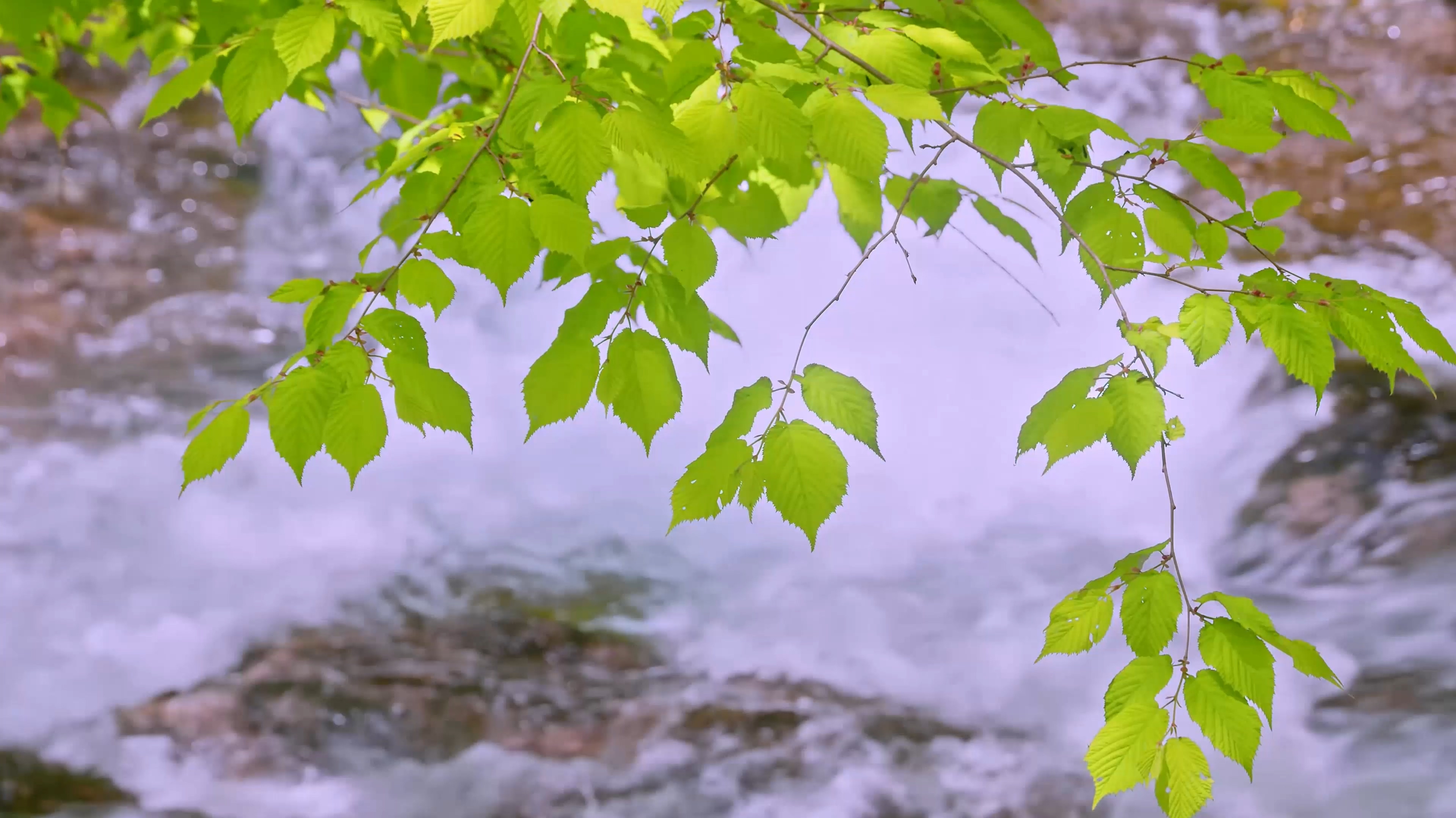 4K大自然森林山间河流