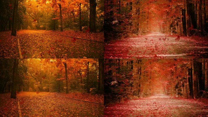 原创实拍秋天枫树红叶飘落美景