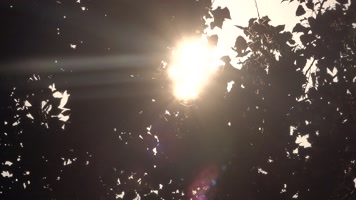 树林中阳光星芒闪烁4