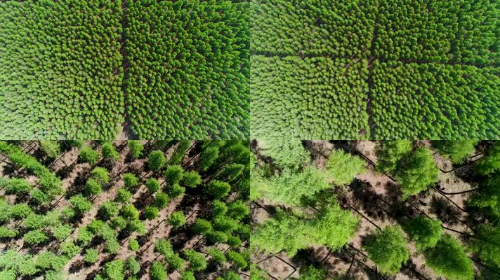 塞罕坝林场树木