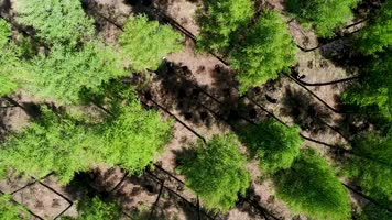 塞罕坝林场树木