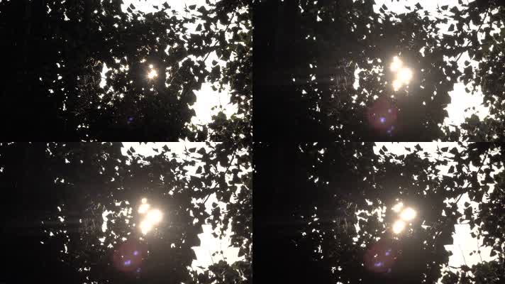 树林中阳光星芒闪烁