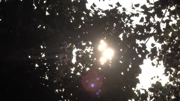 树林中阳光星芒闪烁